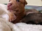 American Bully Puppies