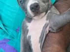 American Bully Puppies