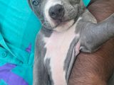 American Bully Puppies