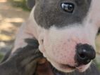 American Bully Puppies