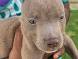 American Bully Puppies