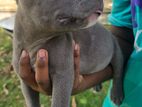 American Bully Puppies