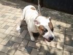 American Bully Puppies