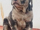 American Bully Puppies