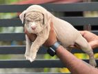 American Bully Puppies