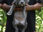 American Bully Puppies