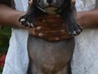 American Bully Puppies