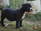 American Bully Puppies