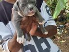 American Bully Puppies