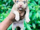 American Bully Puppies