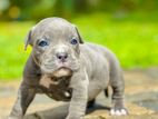 American Bully Puppies