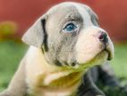 American Bully Puppies