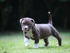 American Bully Puppies