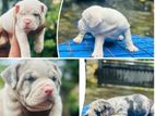 American Bully Puppies