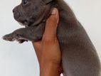 American Bully Puppies