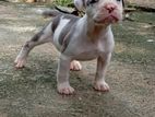 American Bully Puppies