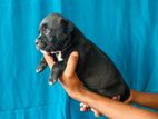 American Bully Puppies