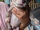 American Bully Puppies