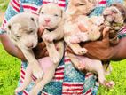 American Bully Puppies