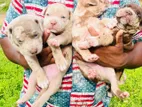 American Bully Puppies