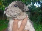 American Bully Puppies