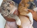 American Bully Puppies