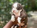 American Bully Puppies