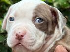 American Bully Puppies