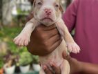 American Bully Puppies