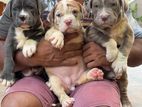 American Bully Puppies