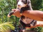 American Bully Puppies