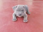 American Bully Puppies