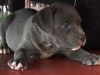 American Bully Puppies.