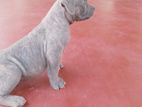 American Bully Puppies