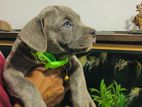 American Bully Puppies