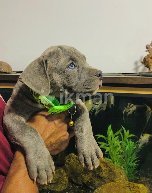 American Bully Puppies for Sale in Bandaragama | ikman