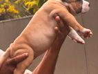 American Bully Puppies