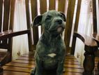 American Bully Puppies