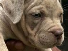 American Bully puppies