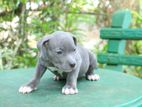 American Bully Puppies