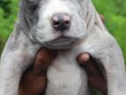 American Bully Puppies