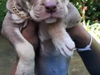 American Bully Puppies