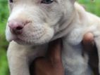 American Bully Puppies