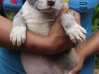 American Bully Puppies