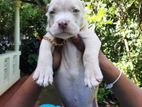 American Bully Puppies