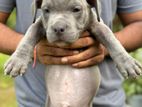 American bully puppies