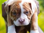 American Bully Puppies