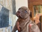 American Bully Puppies