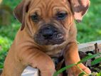 American bully puppies