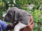 American Bully Puppy